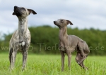 03 Windhund-Trio